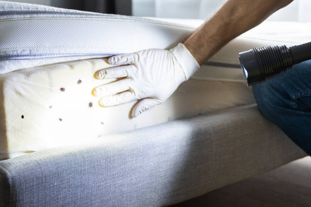 Best Emergency Pest Control  in Georgetown, CA