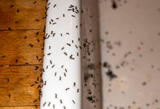 Best Residential Pest Control  in Georgetown, CA