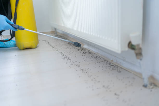 Best Ant Control Services  in Georgetown, CA
