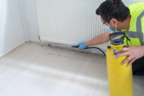 Best Termite Control Services  in Georgetown, CA